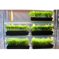  Clones, image 1 