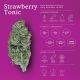  Strawberry Tonic - Rare Boutique Cultivar, image 1 
